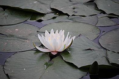 RTX 5090玩《黑神话：悟空》 4K原生仅29FPS